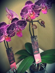 Alice Adventures Phalaenopsis Orchidee