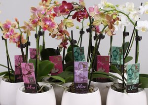 Alice Adventures Phalaenopsis Orchideeën